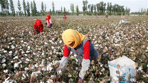 xinjiang cotton news